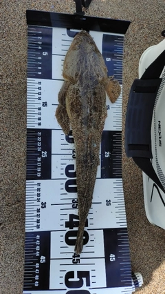 マゴチの釣果
