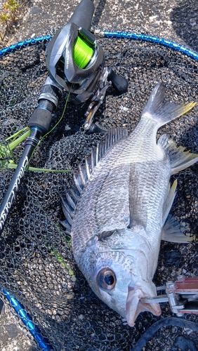 キビレの釣果