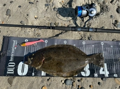 ヒラメの釣果