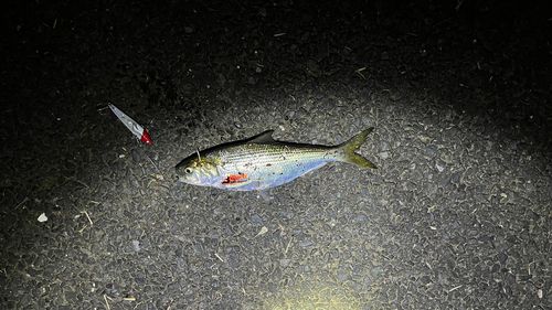 コノシロの釣果