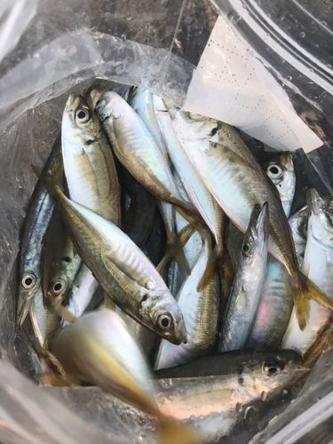 アジの釣果