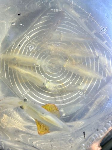 ケンサキイカの釣果