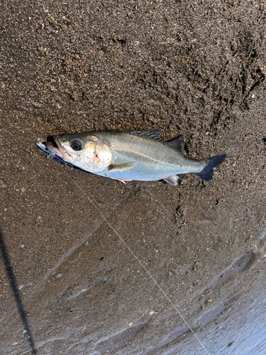 フッコ（ヒラスズキ）の釣果