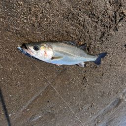 フッコ（ヒラスズキ）