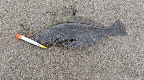 ソゲの釣果