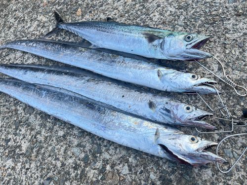 タチウオの釣果