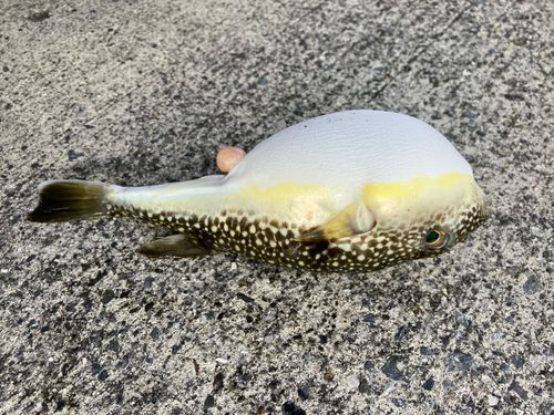 クサフグの釣果