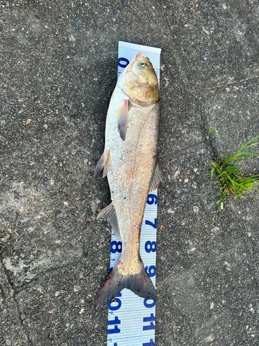 レンギョの釣果