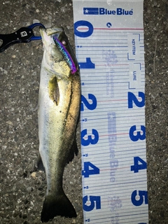 スズキの釣果