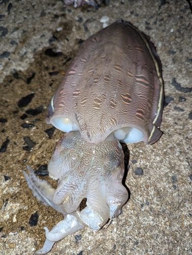 コウイカの釣果
