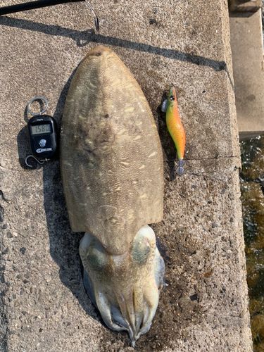 モンゴウイカの釣果