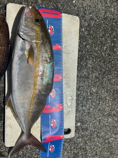ネイリの釣果