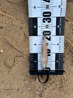 シロギスの釣果