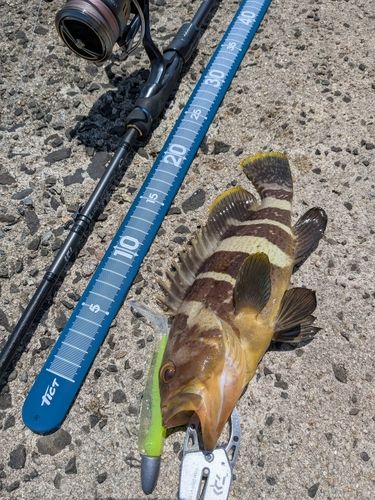 アオハタの釣果