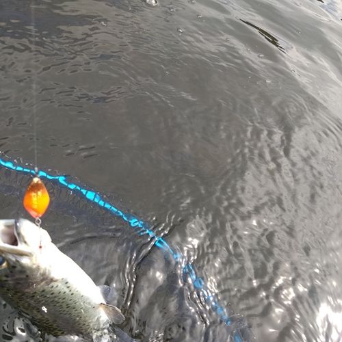 ニジマスの釣果