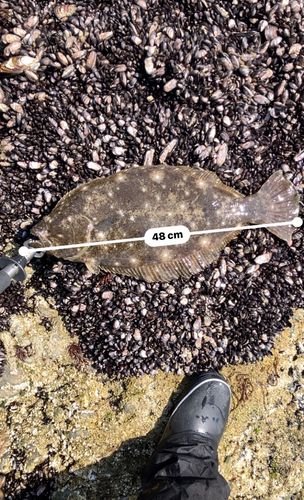 ヒラメの釣果