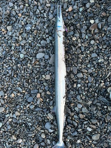 オキザヨリの釣果