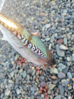 ソウダガツオの釣果