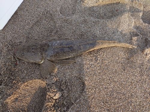 マゴチの釣果