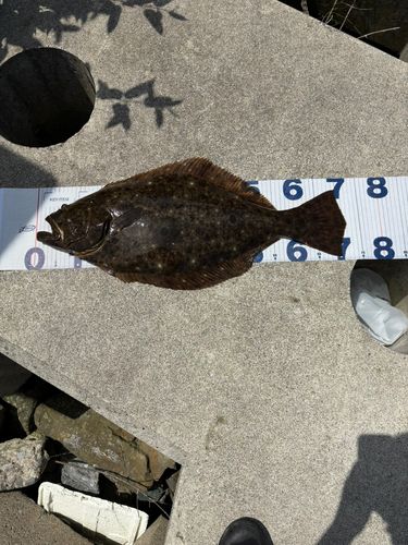 ヒラメの釣果