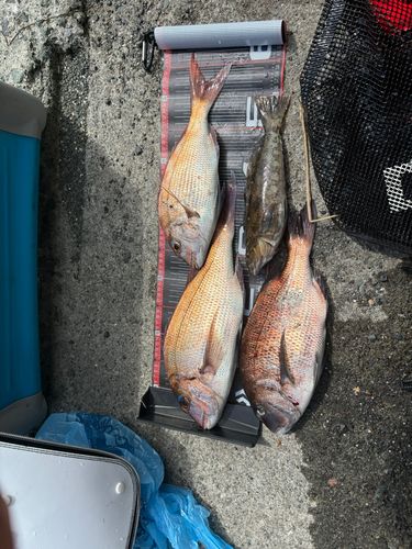 マダイの釣果