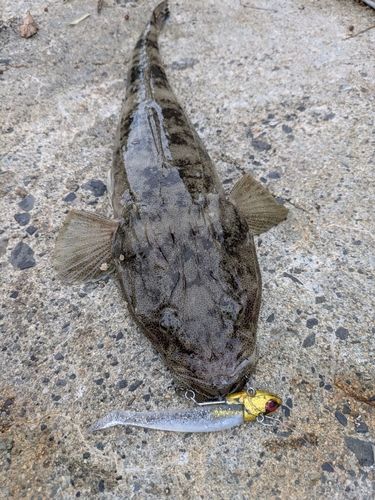 マゴチの釣果