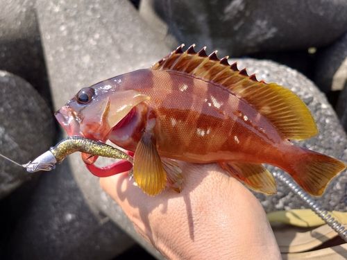 アカハタの釣果