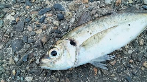 マアジの釣果