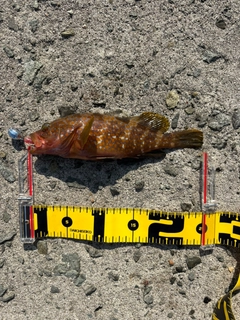 キジハタの釣果