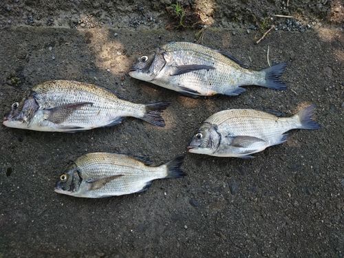チヌの釣果
