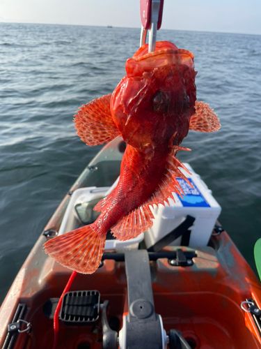 イズカサゴの釣果