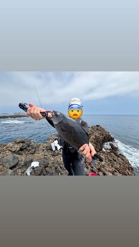 アカハタの釣果