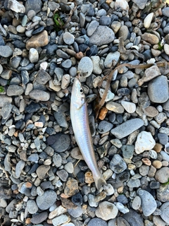 シロギスの釣果