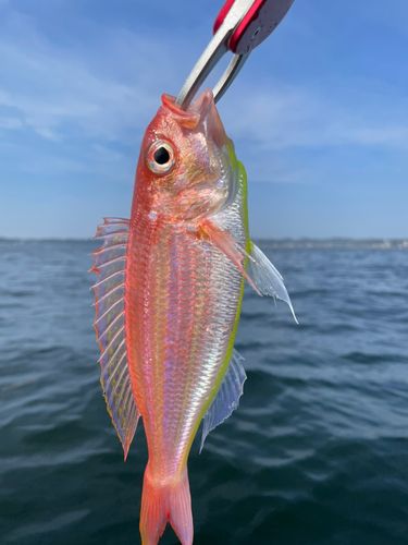 イトヨリダイの釣果