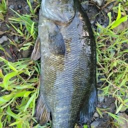 スモールマウスバス