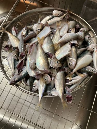サバの釣果