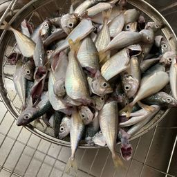 サバ