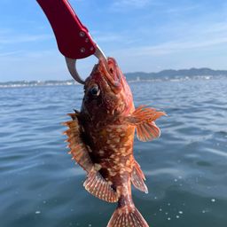 カサゴ