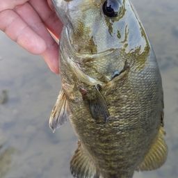 スモールマウスバス