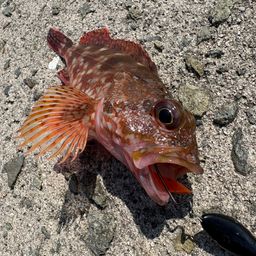 カサゴ
