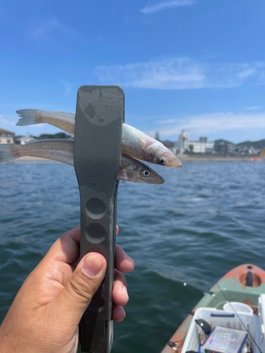 キスの釣果
