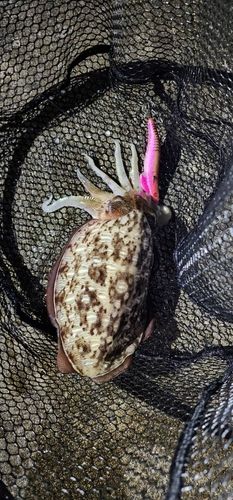 コウイカの釣果