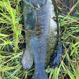 スモールマウスバス