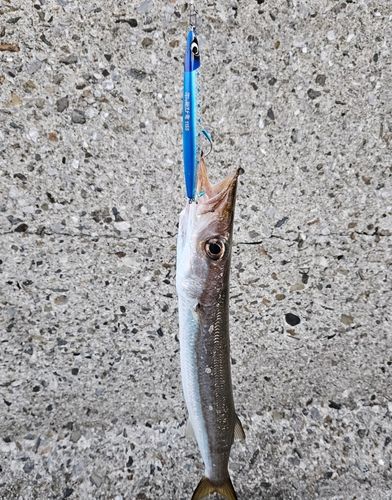 タイワンカマスの釣果