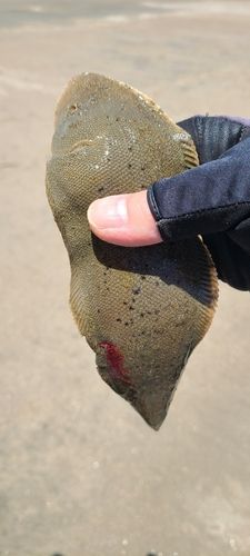 シタビラメの釣果
