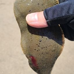 シタビラメ