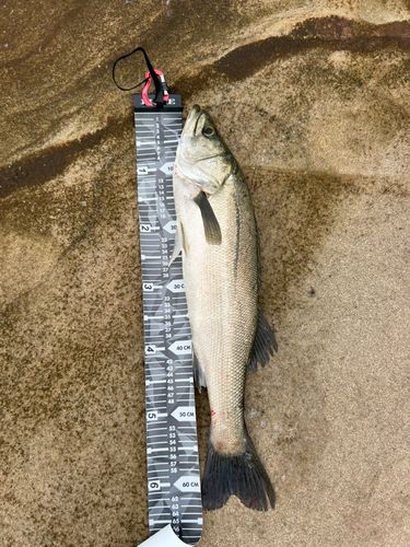 マルスズキの釣果