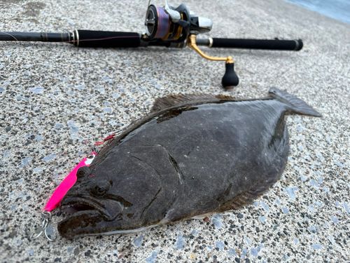 ヒラメの釣果