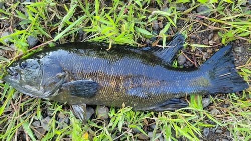 スモールマウスバスの釣果
