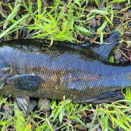 スモールマウスバス